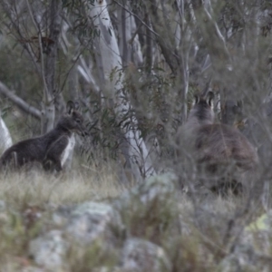 Osphranter robustus at Michelago, NSW - 23 Jul 2015