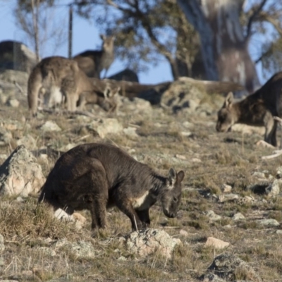 Osphranter robustus robustus (Eastern Wallaroo) at Michelago, NSW - 31 Aug 2017 by Illilanga