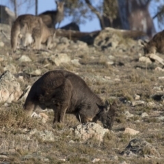 Osphranter robustus at Michelago, NSW - 31 Aug 2017