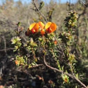 Pultenaea procumbens at Tennent, ACT - 10 Oct 2017 05:23 PM