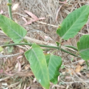 Araujia sericifera at Isaacs, ACT - 20 Oct 2017