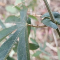 Passiflora caerulea at Isaacs, ACT - 20 Oct 2017