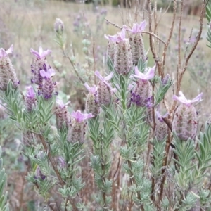 Lavandula stoechas at Isaacs, ACT - 20 Oct 2017