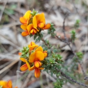 Pultenaea procumbens at Isaacs, ACT - 20 Oct 2017