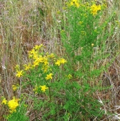 Hypericum perforatum (St John's Wort) at Hughes, ACT - 10 Dec 2011 by ruthkerruish