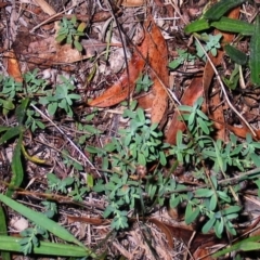 Hypericum perforatum (St John's Wort) at Garran, ACT - 19 May 2017 by ruthkerruish