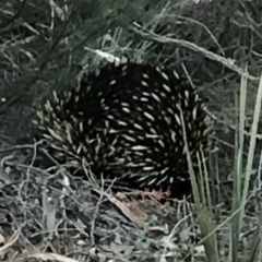 Tachyglossus aculeatus at Bungendore, NSW - 20 Oct 2017 07:05 PM