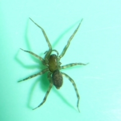 Badumna insignis (Black House Spider) at Flynn, ACT - 18 Oct 2017 by Christine