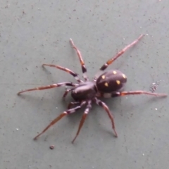 Zodariidae (family) (Ant spider or Spotted ground spider) at Flynn, ACT - 20 Oct 2017 by Christine