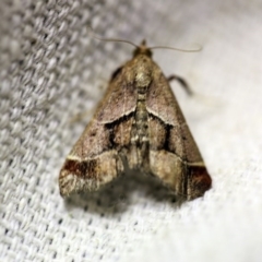 Gauna aegusalis (Pyraline moth) at O'Connor, ACT - 16 Oct 2017 by ibaird