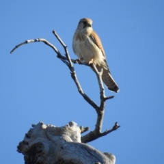 Falco cenchroides (Nankeen Kestrel) at McQuoids Hill - 18 Oct 2017 by HelenCross