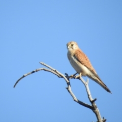 Falco cenchroides at McQuoids Hill - 18 Oct 2017