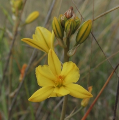 Bulbine bulbosa (Golden Lily) at Tuggeranong Hill - 19 Oct 2017 by michaelb