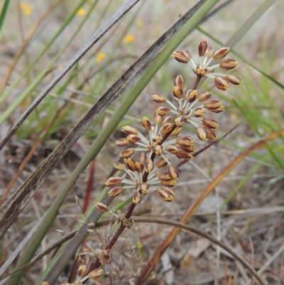 Lomandra multiflora (Many-flowered Matrush) at Theodore, ACT - 19 Oct 2017 by michaelb