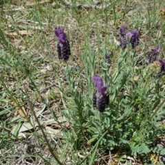 Lavandula stoechas (Spanish Lavender or Topped Lavender) at O'Malley, ACT - 21 Oct 2017 by Mike