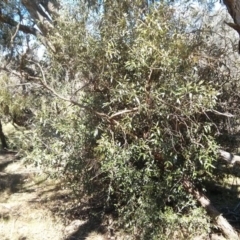 Olea europaea subsp. cuspidata (African Olive) at Majura, ACT - 21 Oct 2017 by WalterEgo