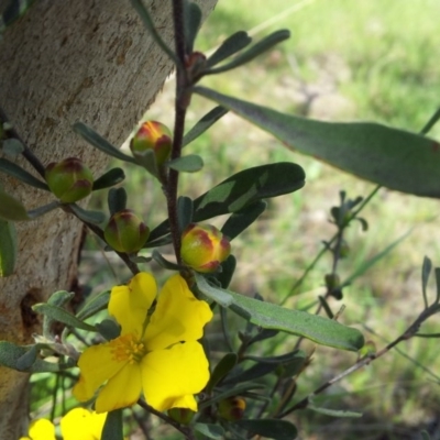 Hibbertia obtusifolia (Grey Guinea-flower) at Kambah, ACT - 21 Oct 2017 by RosemaryRoth