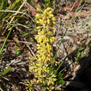 Lomandra multiflora at Kambah, ACT - 22 Oct 2017 10:23 AM