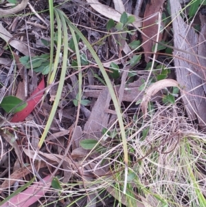 Lomandra multiflora at Kambah, ACT - 22 Oct 2017 10:23 AM