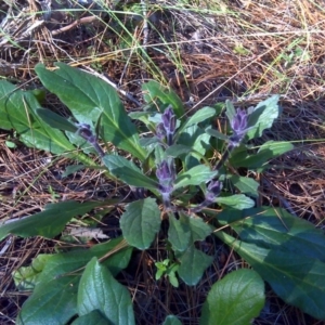 Ajuga australis at Isaacs, ACT - 14 Oct 2017 05:42 PM