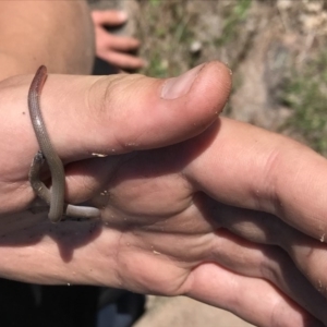 Aprasia parapulchella at Mount Taylor - 21 Oct 2017