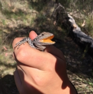 Amphibolurus muricatus at Kambah, ACT - 21 Oct 2017 04:24 PM