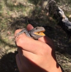 Amphibolurus muricatus at Kambah, ACT - 21 Oct 2017