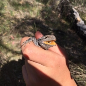 Amphibolurus muricatus at Kambah, ACT - 21 Oct 2017