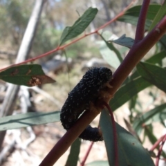 Perga sp. (genus) (Sawfly or Spitfire) at Mount Ainslie - 21 Oct 2017 by WalterEgo