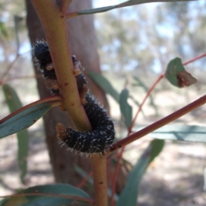 Perga sp. (genus) at Majura, ACT - 21 Oct 2017