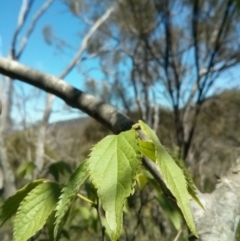 Celtis australis (Nettle Tree) at Mount Ainslie - 21 Oct 2017 by WalterEgo