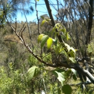 Celtis australis at Majura, ACT - 21 Oct 2017 12:34 PM