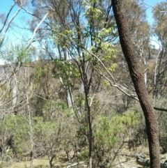 Celtis australis at Majura, ACT - 21 Oct 2017 12:34 PM