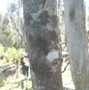 Celtis australis at Majura, ACT - 21 Oct 2017 12:34 PM