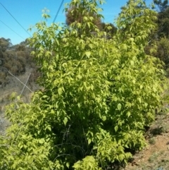 Acer negundo at Majura, ACT - 21 Oct 2017