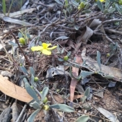 Hibbertia obtusifolia at Majura, ACT - 21 Oct 2017