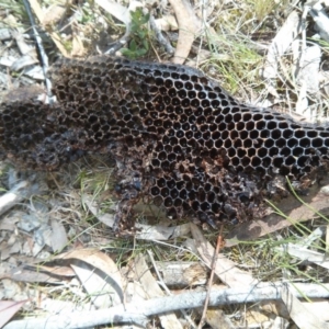 Apis mellifera at Majura, ACT - 21 Oct 2017