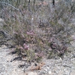 Kunzea parvifolia at Majura, ACT - 21 Oct 2017