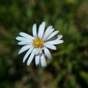 Vittadinia sp. at Majura, ACT - 21 Oct 2017 12:48 PM