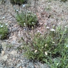 Vittadinia sp. at Majura, ACT - 21 Oct 2017 12:48 PM