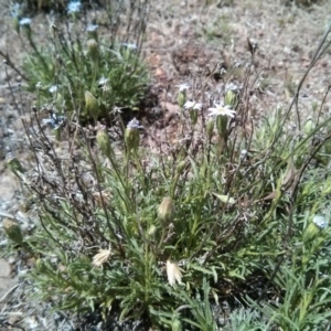 Vittadinia sp. at Majura, ACT - 21 Oct 2017 12:48 PM