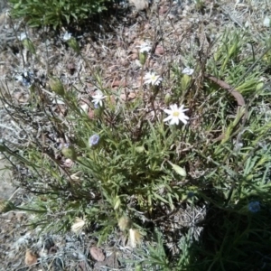 Vittadinia sp. at Majura, ACT - 21 Oct 2017 12:48 PM