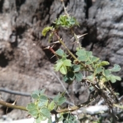 Rosa sp. (A Wild Rose) at Majura, ACT - 21 Oct 2017 by WalterEgo