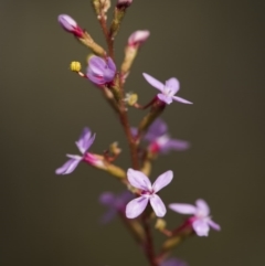 Stylidium graminifolium (Grass Triggerplant) at Bruce, ACT - 21 Oct 2017 by GlenRyan