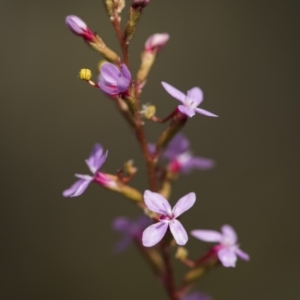 Stylidium graminifolium at Bruce, ACT - 21 Oct 2017 03:07 PM