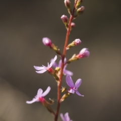 Stylidium graminifolium at Bruce, ACT - 21 Oct 2017