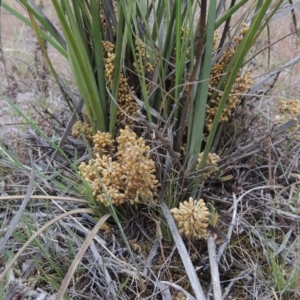 Lomandra multiflora at Theodore, ACT - 19 Oct 2017