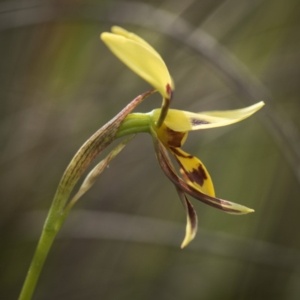 Diuris sulphurea at Canberra Central, ACT - 21 Oct 2017