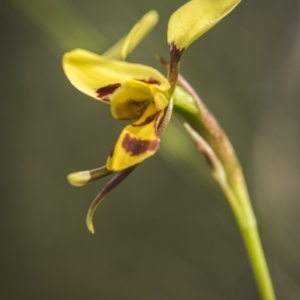 Diuris sulphurea at Canberra Central, ACT - 21 Oct 2017