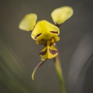 Diuris sulphurea at Canberra Central, ACT - 21 Oct 2017